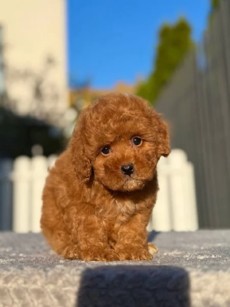 Cuccioli Barboncini toy piccoli  | Foto 0