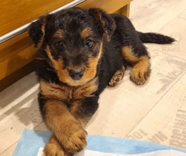 Meravigliosi cuccioli di Airedale terrier