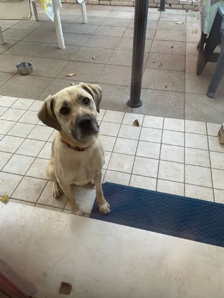 Cagnolino cerca casa 