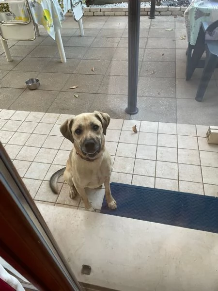Cagnolino cerca casa  | Foto 3
