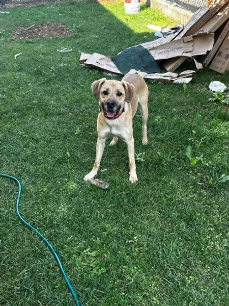 Cagnolino cerca casa  | Foto 1