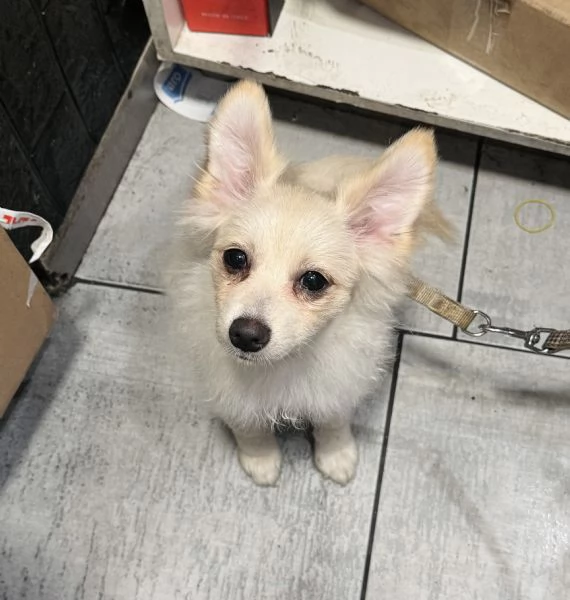 Volpino di Pomerania