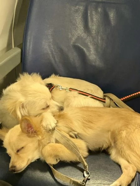 Volpino di Pomerania | Foto 1