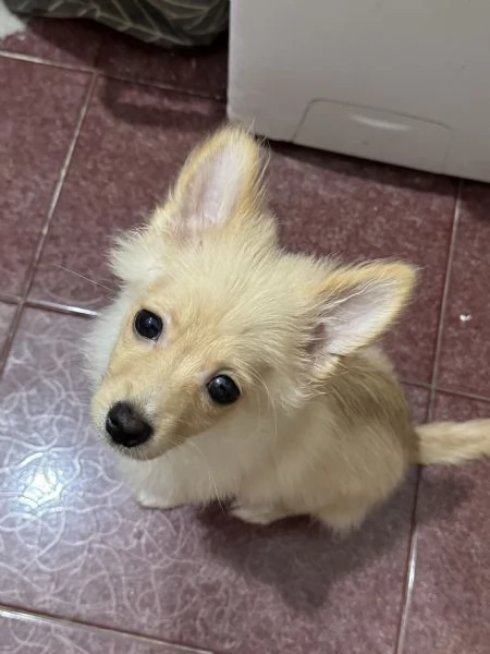 Volpino di Pomerania | Foto 0