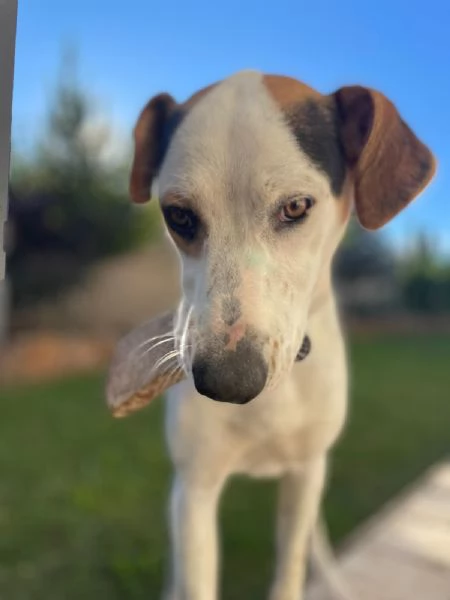 Cucciolone cerca una famiglia | Foto 2