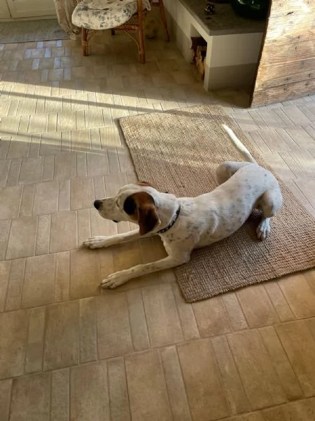 Cucciolone cerca una famiglia | Foto 1