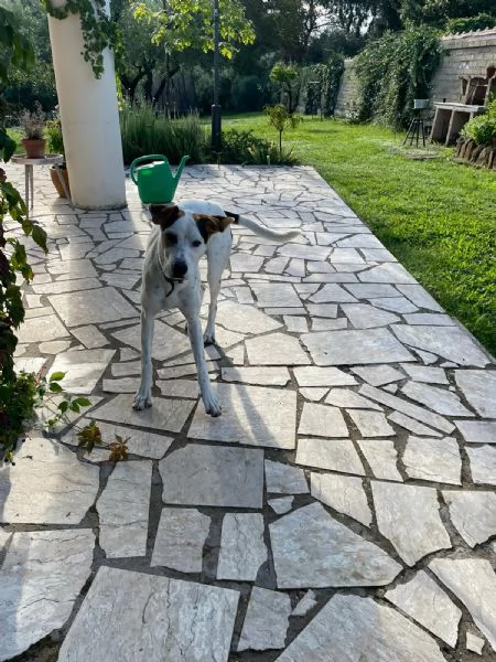 Cucciolone cerca una famiglia | Foto 0