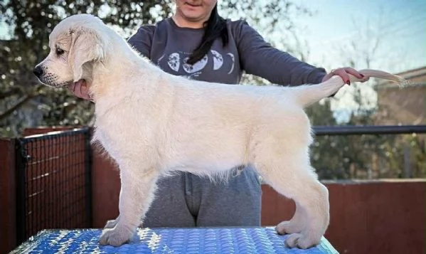 Golden Retriever  BELLISSIMI cuccioli