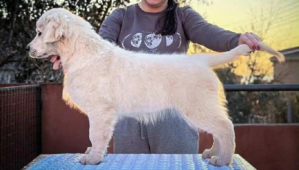 Golden Retriever  BELLISSIMI cuccioli | Foto 0