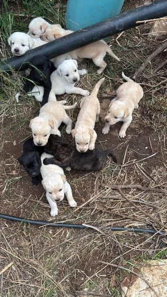 Cuccioli cane corso  | Foto 0