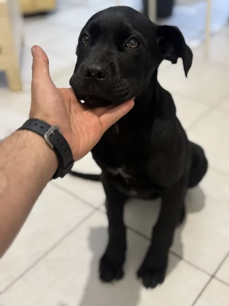 Cuccioli cane corso con pedigree