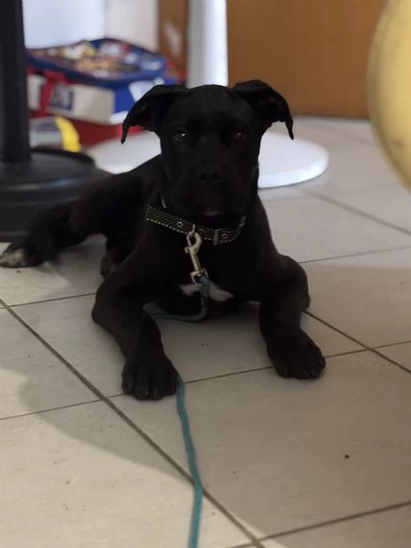 Cuccioli cane corso con pedigree | Foto 2