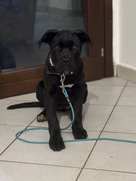 Cuccioli cane corso con pedigree | Foto 0
