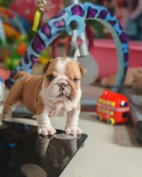 Cuccioli di Bulldog Inglese con documenti FCI