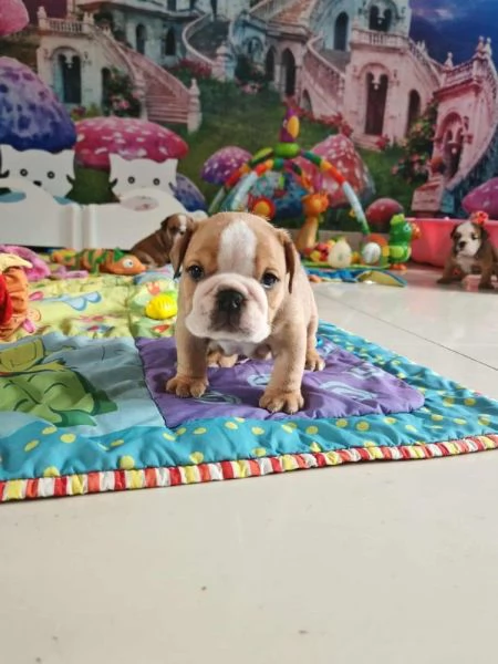 Cuccioli di Maltipo in cerca di una nuova casa | Foto 1