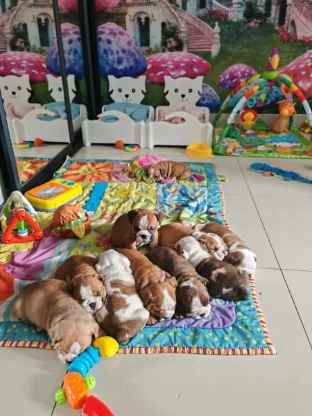 Cuccioli di Maltipo in cerca di una nuova casa | Foto 0