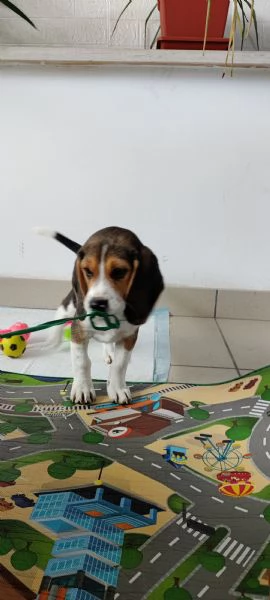 Cucciolo Beagle maschio 3 mesi con Libretto sanitario e vaccinici  sverminazione cuccia  altro