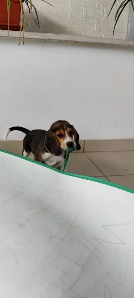 Cucciolo Beagle maschio 3 mesi con Libretto sanitario e vaccinici  sverminazione cuccia  altro | Foto 4