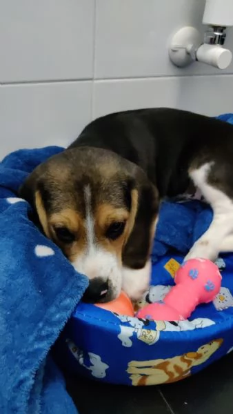 Cucciolo Beagle maschio 3 mesi con Libretto sanitario e vaccinici  sverminazione cuccia  altro | Foto 3