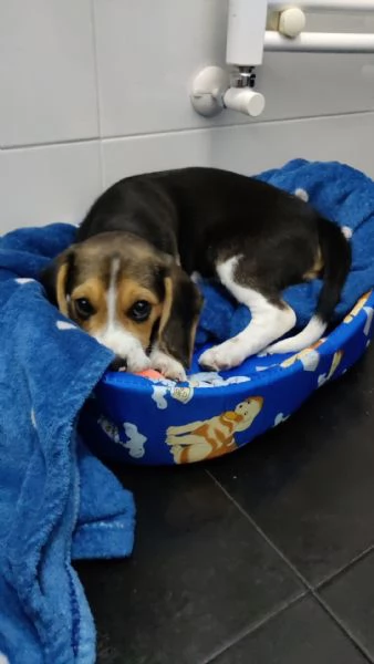 Cucciolo Beagle maschio 3 mesi con Libretto sanitario e vaccinici  sverminazione cuccia  altro | Foto 2