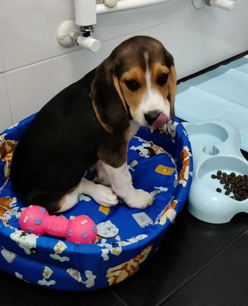Cucciolo Beagle maschio 3 mesi con Libretto sanitario e vaccinici  sverminazione cuccia  altro | Foto 1