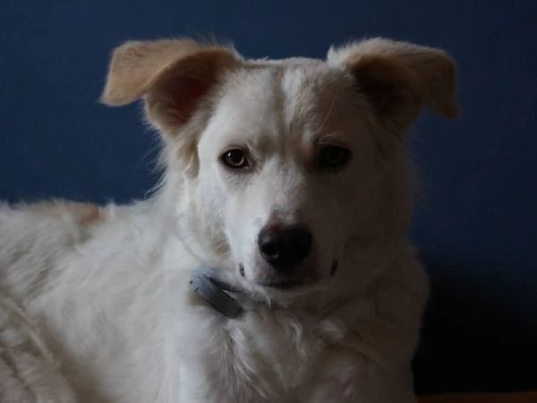 Cagnolina cerca casa | Foto 2