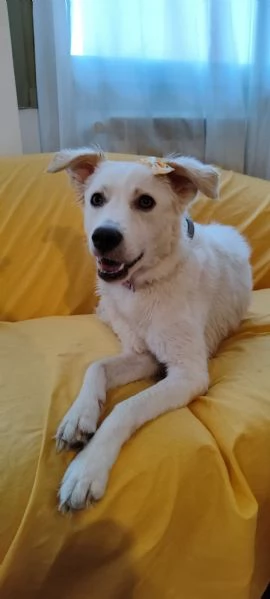 Cagnolina cerca casa | Foto 1