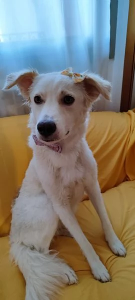 Cagnolina cerca casa | Foto 0