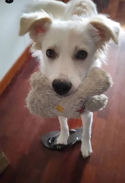 Cagnolina cerca casa