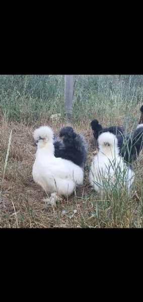 Galli bianchi Moroseta