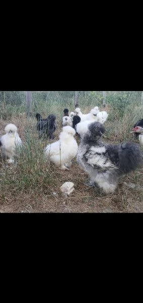 Galli bianchi Moroseta | Foto 0