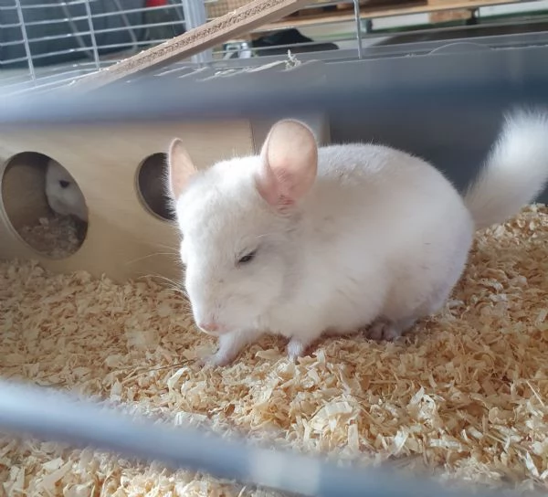 Coppia di Cincill  | Foto 0