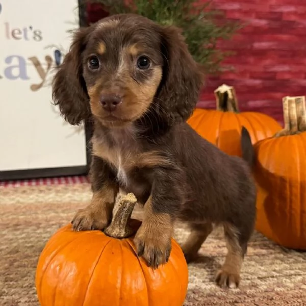 Bassotto nana cuccioli maschio e femmina