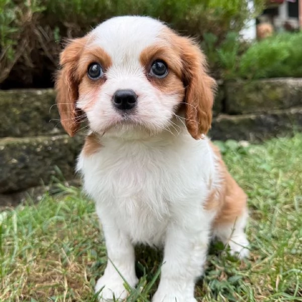 Cavalier King Charles mini cuccioli maschio e femmina | Foto 0