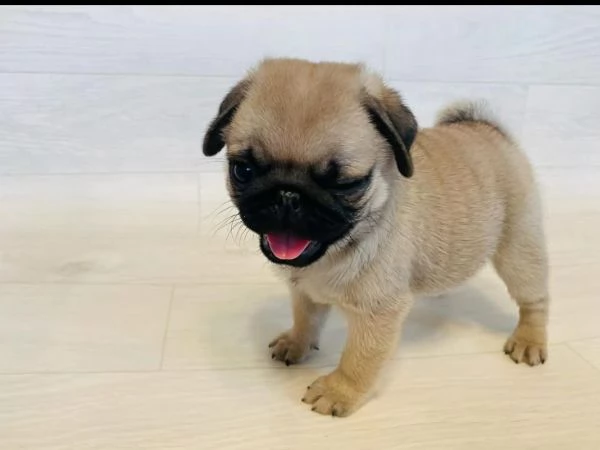 Carlino Pug cuccioli maschio e femmina | Foto 0