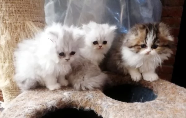 Gattini cuccioli Britishscottish longhair 