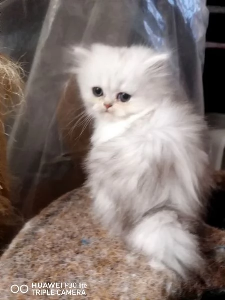 Gattini cuccioli Britishscottish longhair  | Foto 1