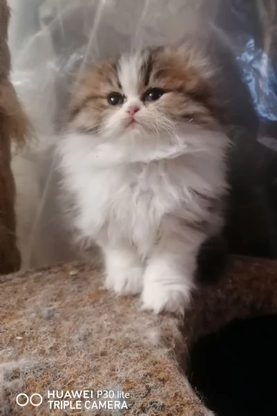 Gattini cuccioli Britishscottish longhair  | Foto 0