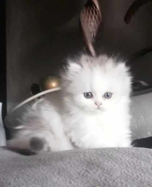 Cuccioli scottish longhair  | Foto 2