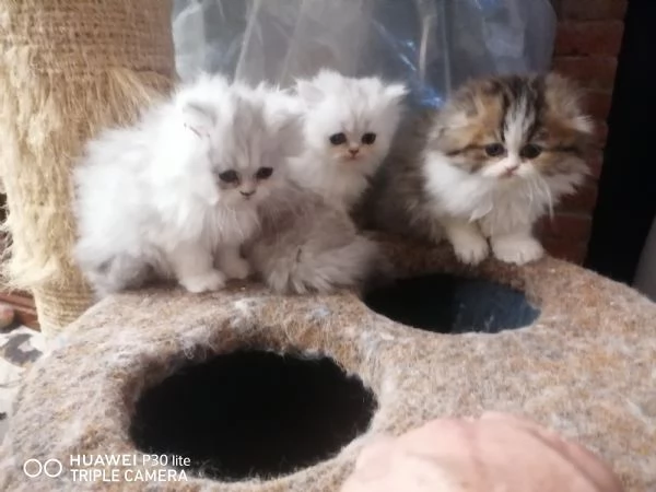 Cuccioli scottish longhair  | Foto 0