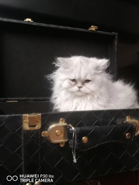 Cuccioli di scottish higland longhair  | Foto 4