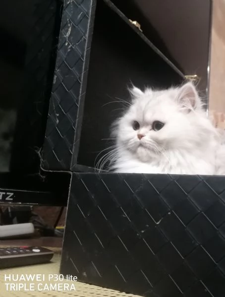 Cuccioli di scottish higland longhair  | Foto 3