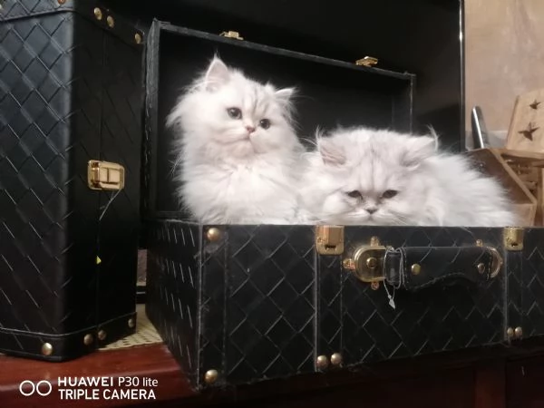 Cuccioli di scottish higland longhair  | Foto 2