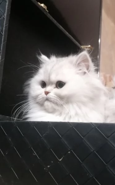 Cuccioli di scottish higland longhair  | Foto 0