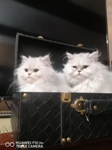 Cuccioli di scottish higland longhair 