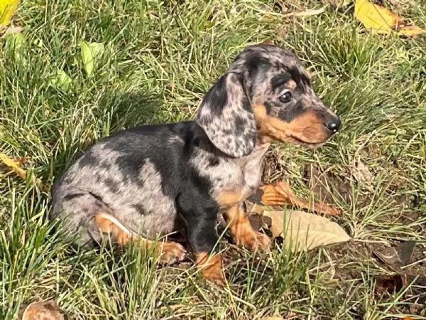 Il bassotto nano a pelo duro Emil egrave alla ricerca delle sue persone preferite | Foto 2