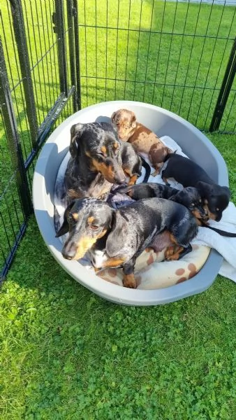 cucciolo cucciolo di bassotto disponibile per ladozione | Foto 1