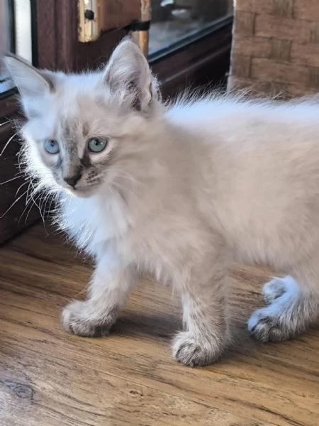 gatto ragdollsiberiano