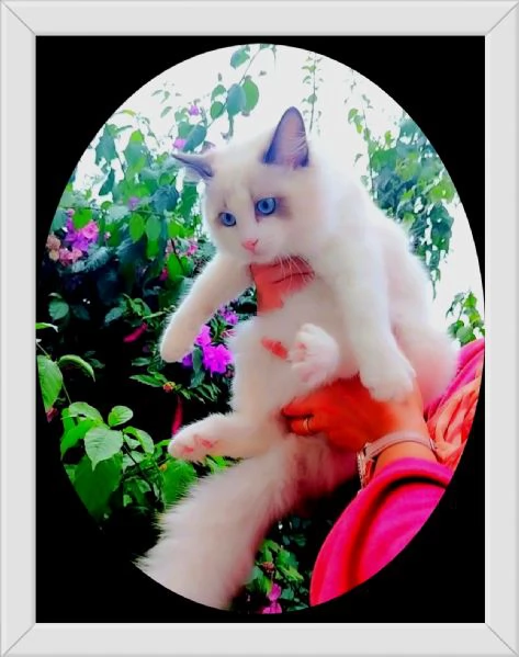 ULTIMA CUCCIOLA RAGDOLL CON PEDIGREE 