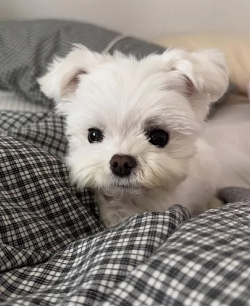 Regalo mini Maltese toy cuccioli maschio e femmina | Foto 0